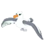 Albatross