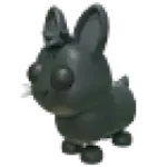 Amami Rabbit
