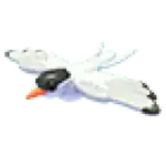 Arctic Tern