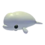 Beluga Whale