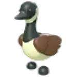 Canadian Goose