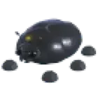 Giant Black Scarab