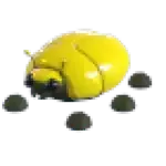 Giant Gold Scarab