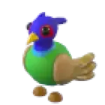 Green-Chested Pheasant