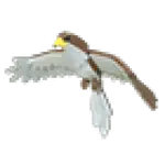 Hawk