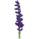 Lavender Bundle