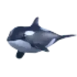 Orca