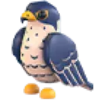 Peregrine Falcon