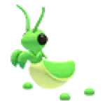 Praying Mantis