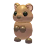 Quokka
