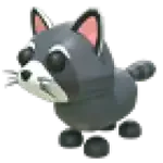 Raccoon