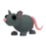 Rat