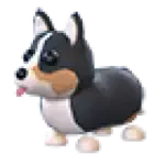 Royal Corgi