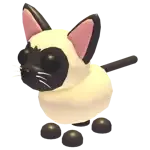 Siamese Cat